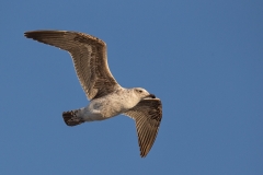 Kelp Gull (juv.)