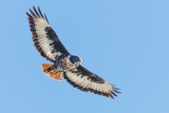 Jackal Buzzard
