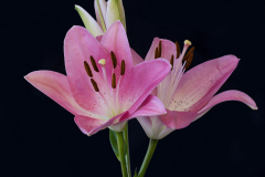 Starlight Lilies