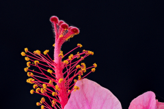 Reproductive organs of an Hibiscus flower