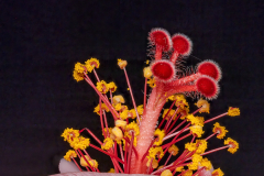 Hibiscus rosa-senensis