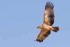 Tawny Eagle