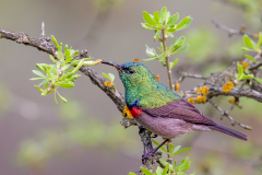 Southern Double-collared Sunbird