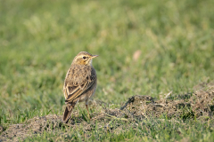 Zitting Cisticola