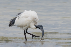 African Sacred Ibis