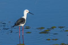 Black-winged Stilt