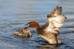 Little Grebe and chick