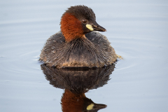 Little Grebe