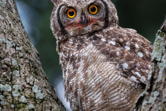 Spotted-Eagle Owl