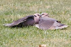 Red-eyed Doves - mating behaviour
