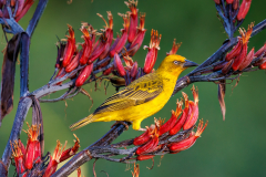 Cape Weaver in breeding colours