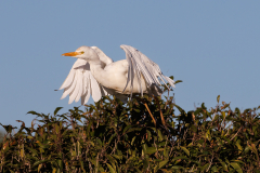 Western Cattle Egret