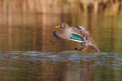 Yellow-billed Duck