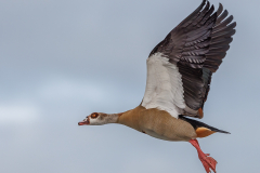 Egyptian Goose in flight