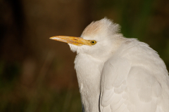 Western Cattle Egret