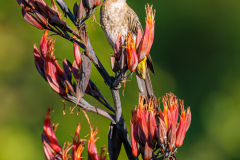 Cape Sugarbird