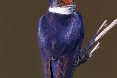 white-throated Swallow