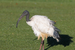Sacred Ibis