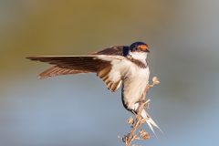 White-throated Swallow