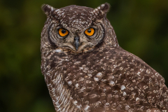 Spotted Eagle Owl