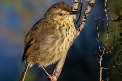 Karoo Prinia