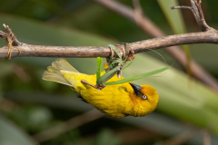 Cape Weaver
