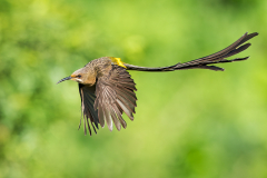 Cape Sugarbird