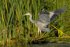Grey Heron landing