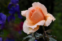"Just Joey" Rose