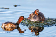Little Grebe with chicks