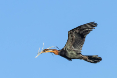 African Darter