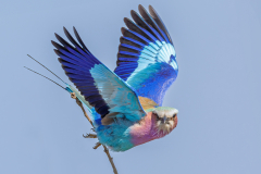 Lilac-breasted Roller