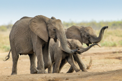 African Elephants