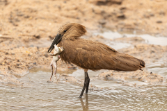 Hamerkop