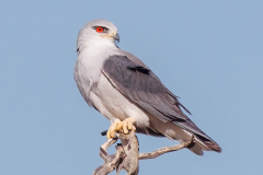Black-winged Kite with prey