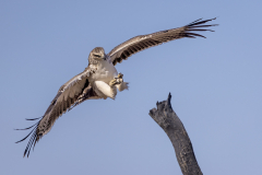 Marial Eagle (juv.)