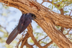 Common Scimitarbill