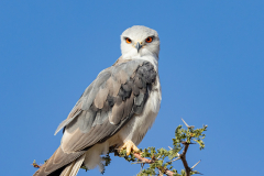 Black-winged Kite