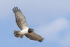 Black-chested Snake Eagle