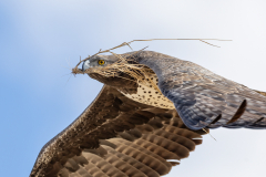 Martial Eagle