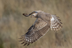 juvenile Pale Chanting Goshawk