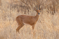 Steenbok