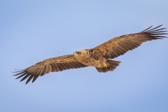 Tawny Eagle in flight