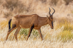 Red Hartebeest