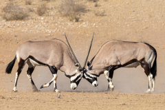 Fighting Gemsbok
