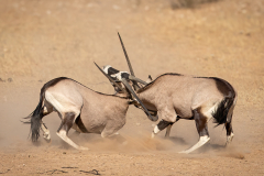Fighting Gemsbok