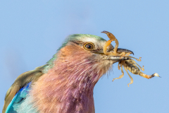 Lilac Breasted Roller with Scorpion