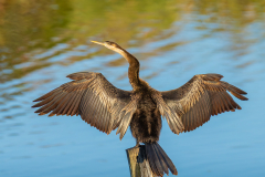 African Darter
