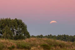 Lunar-Eclipse