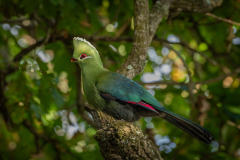 Knysna Turaco